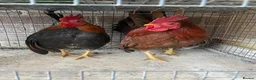 Chickens poultry for sale: Beautiful chicken , eggs , see details for price  - Advert 11