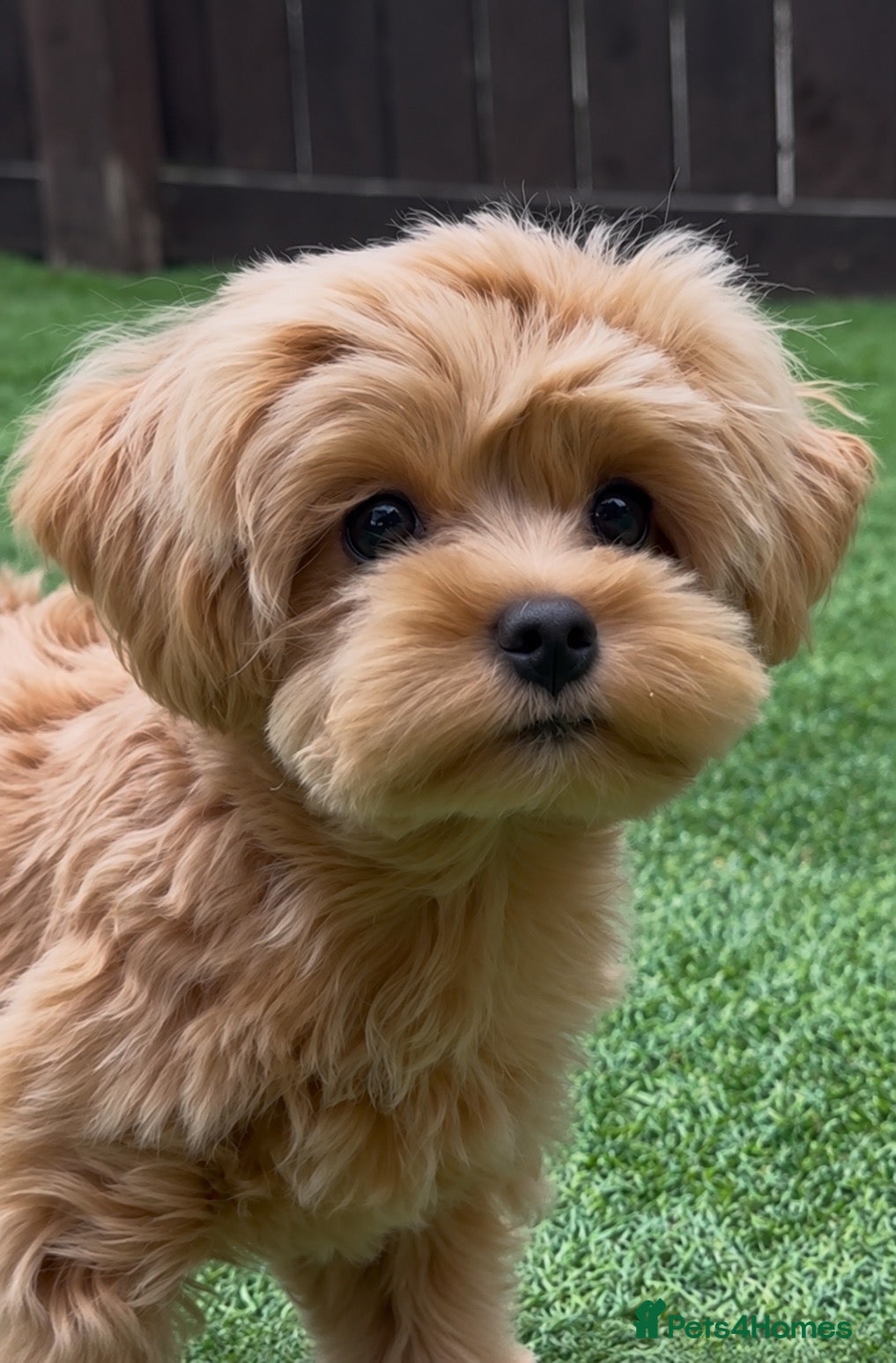 Maltipoo dogs for sale: Asian/Korean Maltipoo, DNA Tested Parents  - Advert 2