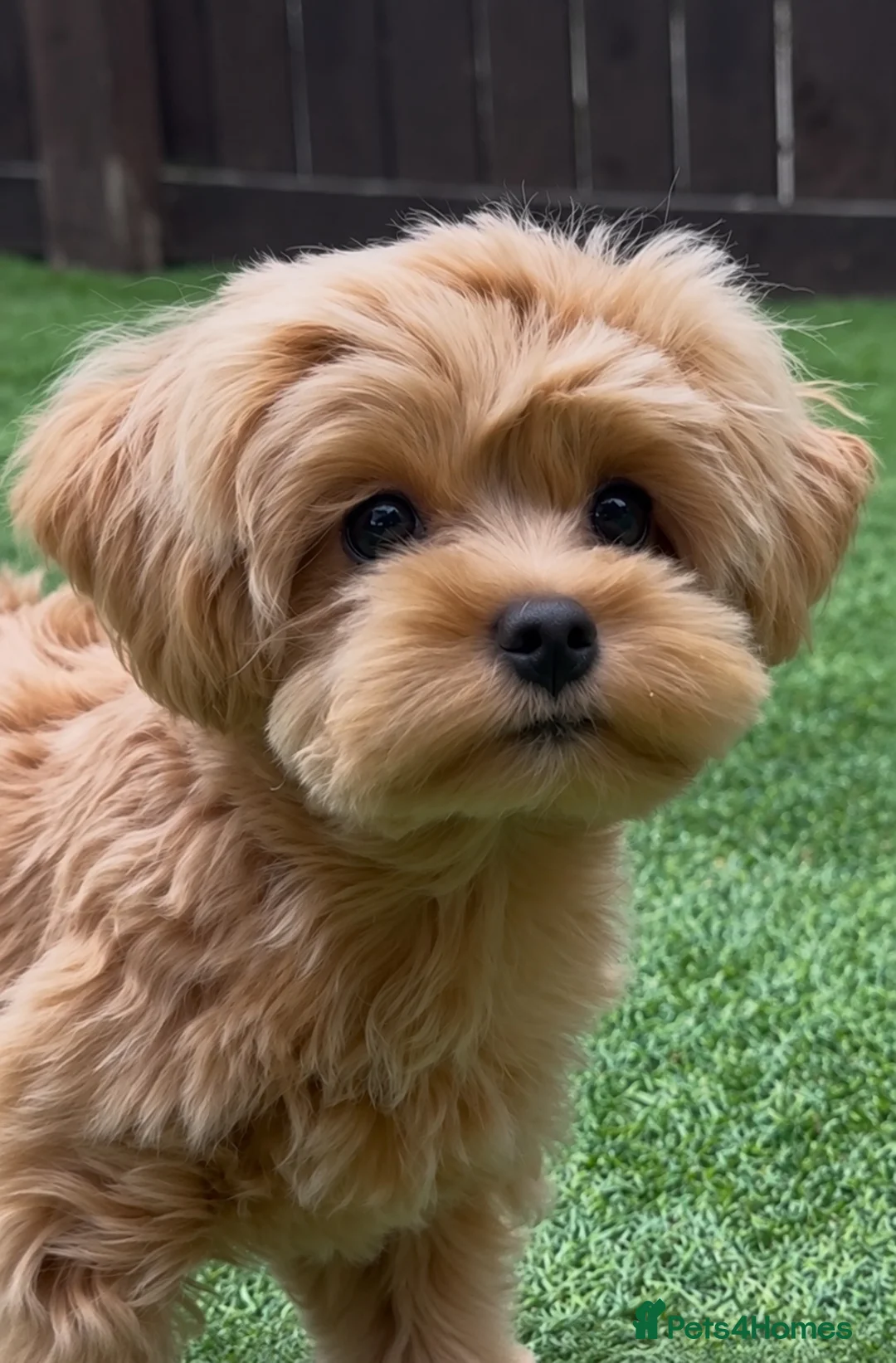 Maltipoo dogs for sale: Asian/Korean Maltipoo, DNA Tested Parents  - Advert 2
