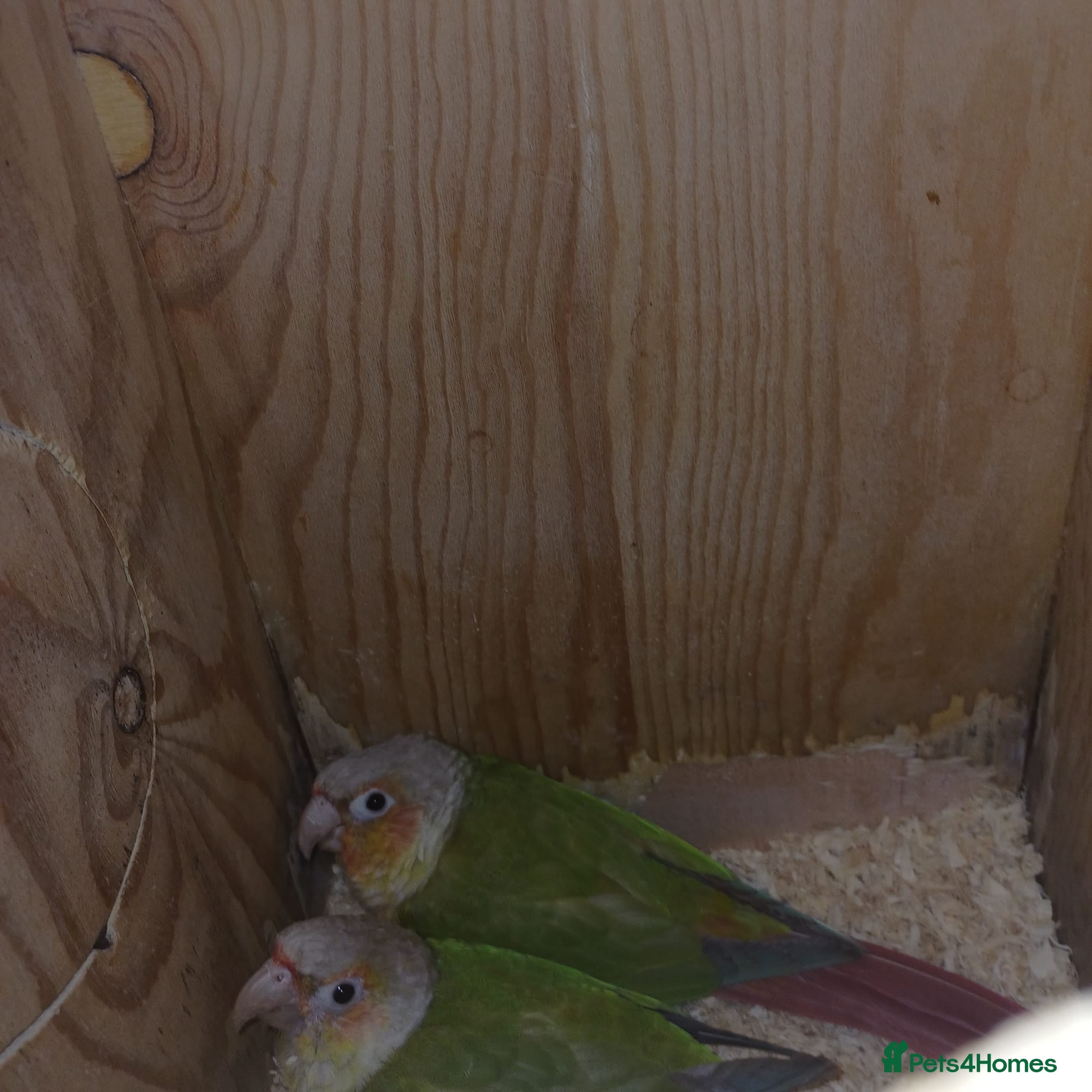 Conures birds Pair of male and female pineapple conure for sale - Advert 12