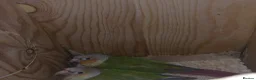 Conures birds for sale: Pair of male and female pineapple conure for sale - Advert 1