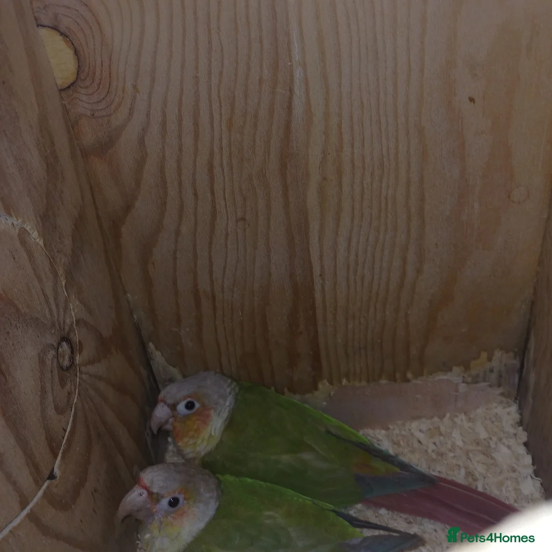 Conures birds for sale: Pair of male and female pineapple conure for sale - Advert 1
