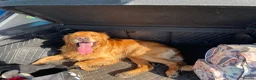 Golden Retriever dogs for stud: KCReg Proven Gorgeous Golden Retriever  - Advert 3