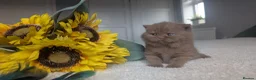 British Shorthair cats for sale: Cinnamon British Shorthair  - Advert 6