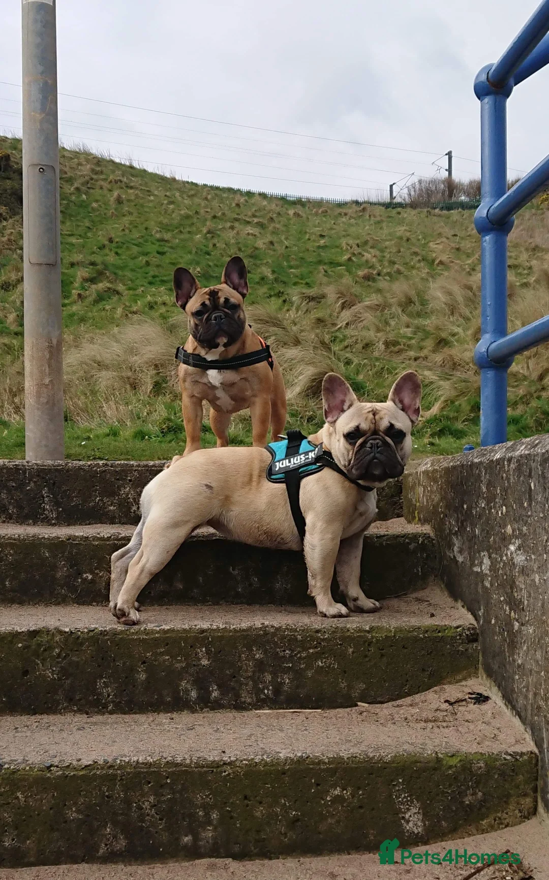 French Bulldog dogs for stud: Henri show winning red fawn stud  - Advert 31