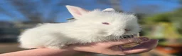 Angora rabbits for sale: Teddywidder bunnies - Advert 11