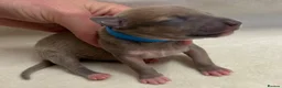 Whippet dogs for sale: Beautiful whippet puppies  - Advert 7