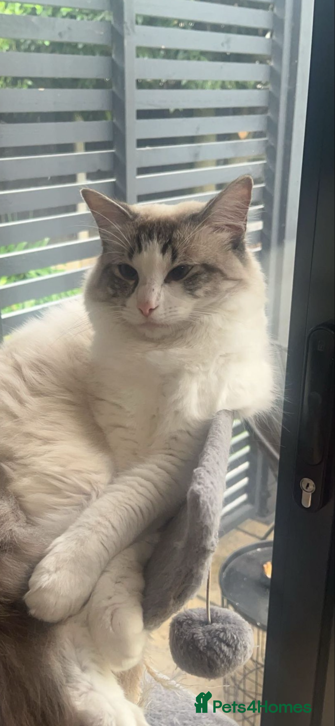 Ragdoll cats Seal Lynx Ragdoll Stud TICA in Colchester - Advert 2