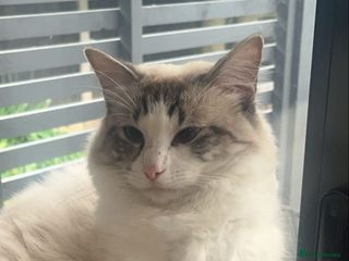 Ragdoll cats in Colchester - Advert 17