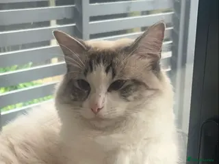 Ragdoll cats Seal Lynx Ragdoll Stud TICA in Colchester - Advert 14