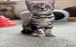 British Shorthair cats for sale: ❤️❤️ GORGEOUS SILVER TABBY BSH GCCF ❤️❤️ - Image 1