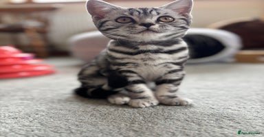 British Shorthair cats - Advert 3