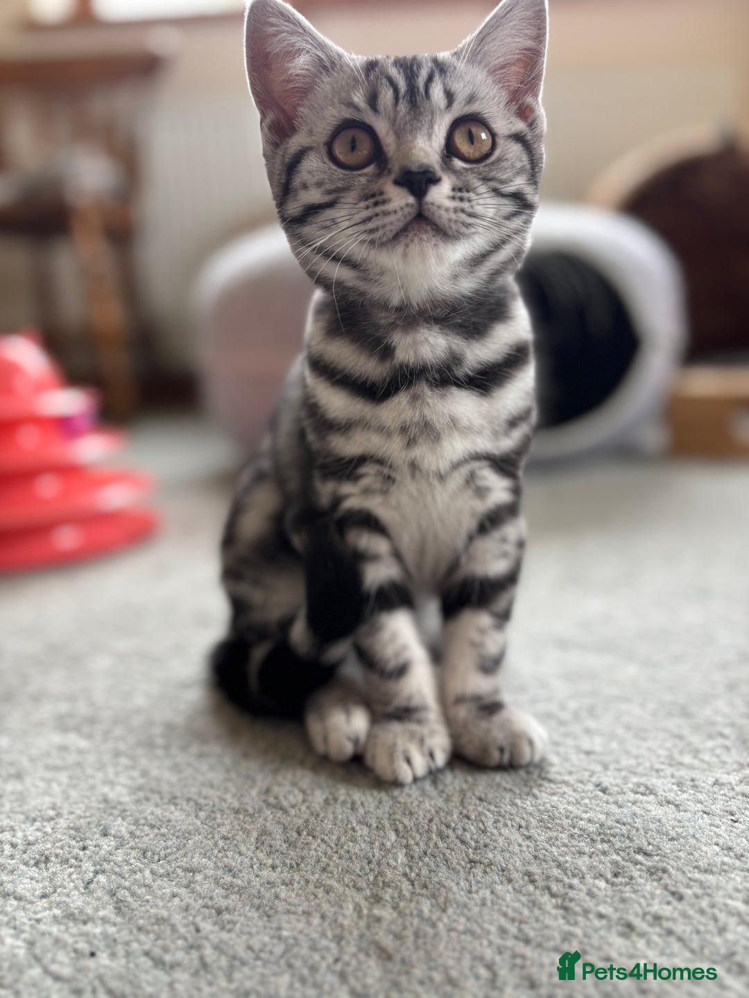 British Shorthair cats for sale: ❤️❤️ GORGEOUS SILVER TABBY BSH GCCF ❤️❤️ - Image 1