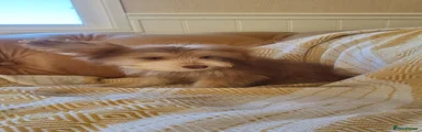 Mixed Breed 4