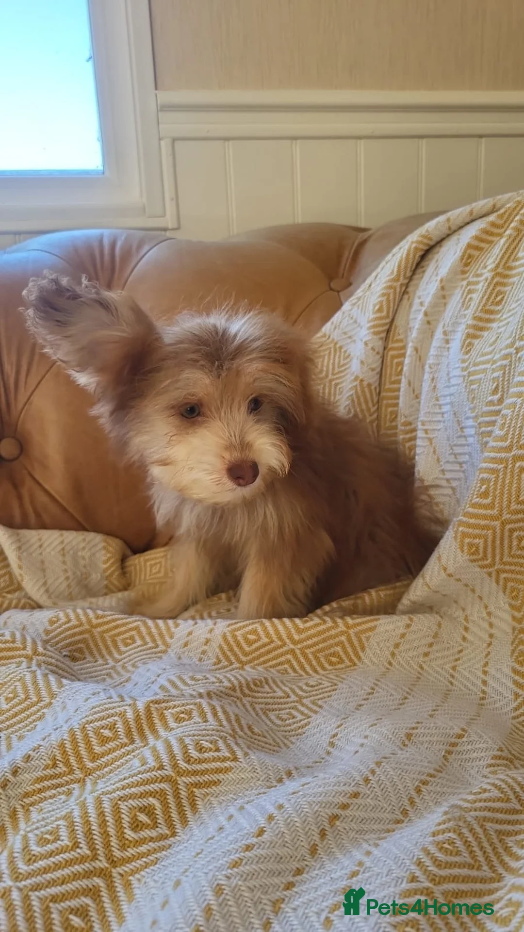 Mixed Breed dogs for sale: Pomskpoos - Advert 17