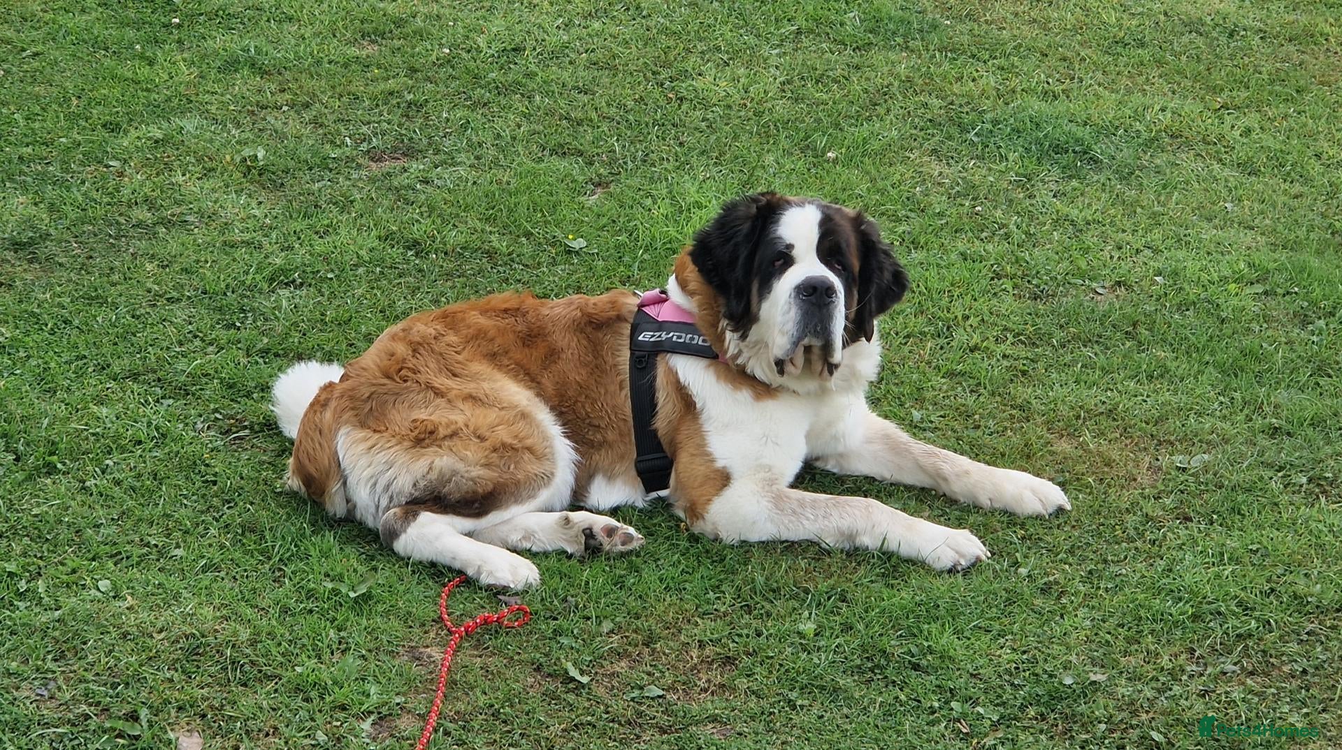 Saint Bernard dogs St Bernard puppies - Advert 1