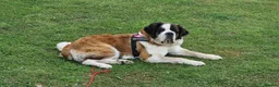 Saint Bernard dogs for sale: St Bernard puppies in Garndolbenmaen - Advert 1