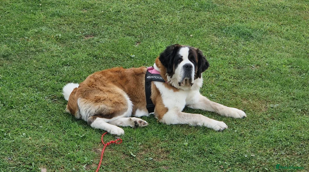 Saint Bernard dogs for sale: St Bernard puppies in Garndolbenmaen - Advert 1