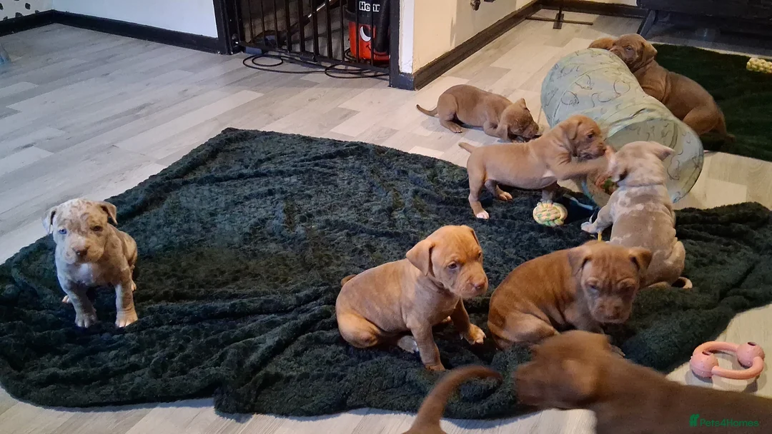 Mixed Breed dogs for sale: Presa canerio cross american bulldog cross - Advert 7