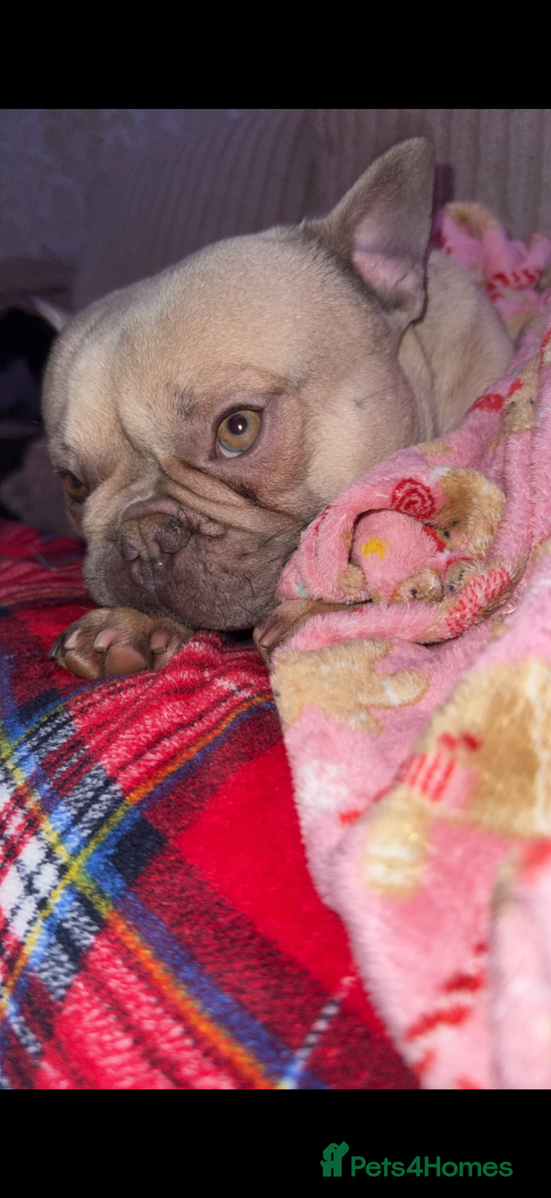 French Bulldog dogs for sale: Male frenchie 3 years old!  - Image 4
