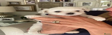 Maltese Puppy 2