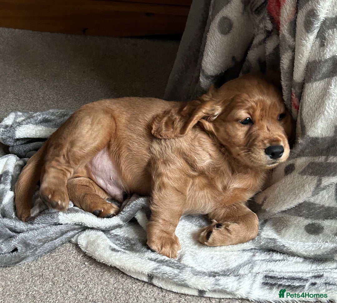 Cockapoo dogs for sale: 🐾🐶stunning f1 cockapoo pups for sale🐶🐾  - Advert 2