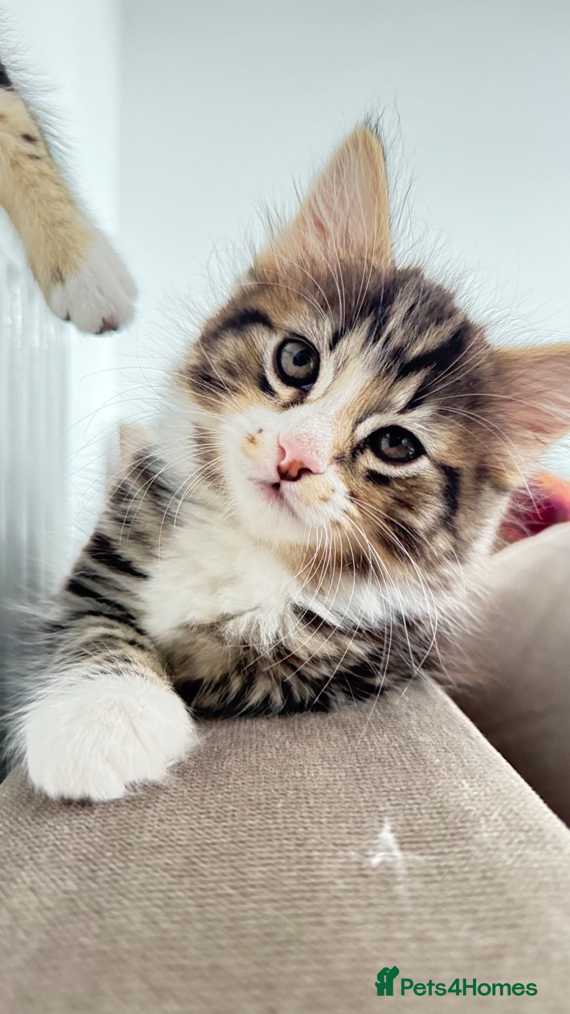 Mixed Breed cats 🐾 Stunning Long-Haired Male Kitten For Sale 🐾 - Advert 15