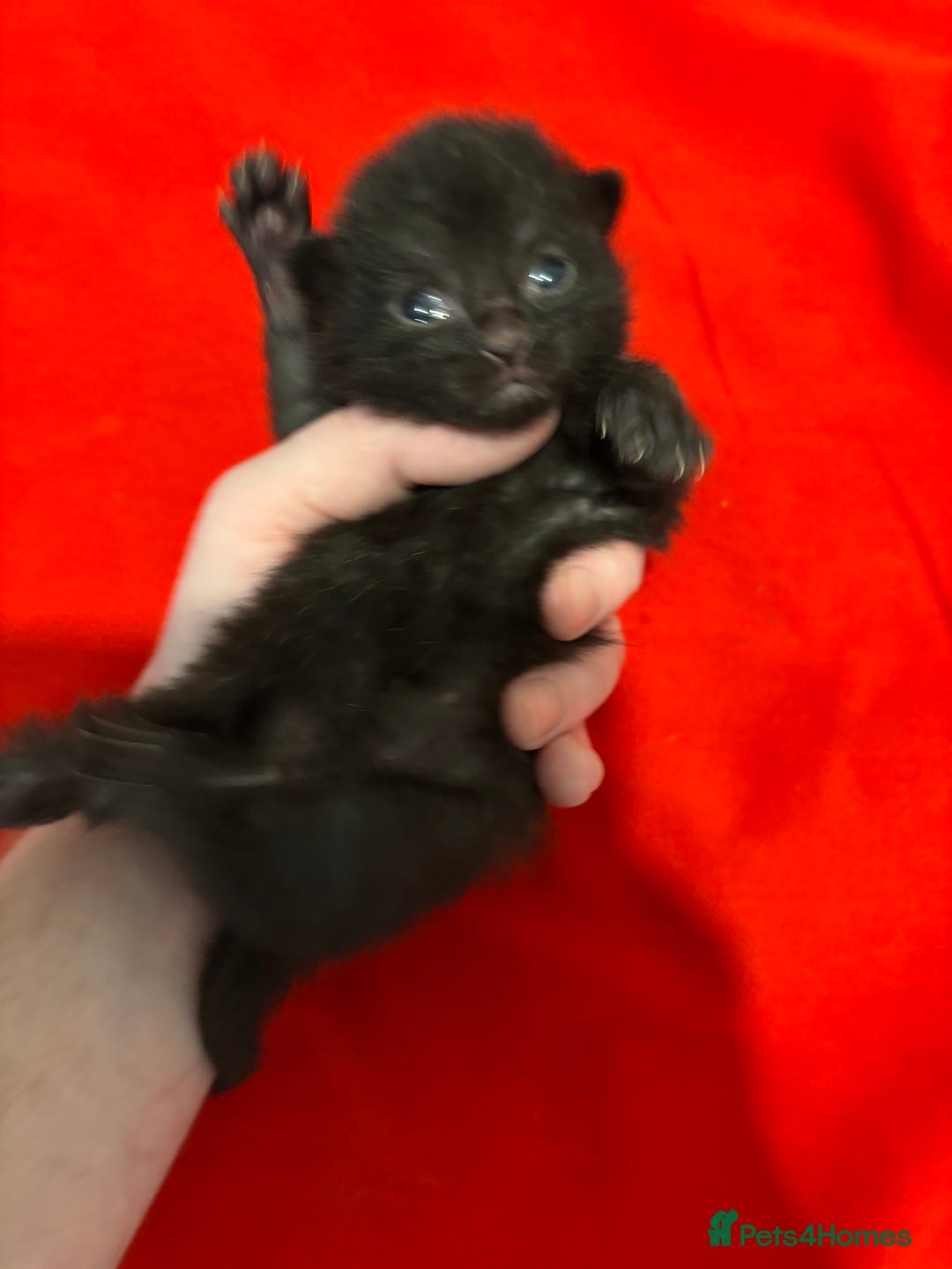 Mixed Breed cats for sale: Beautiful kittens for sale 🥰 - Advert 8