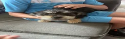 Mixed Breed dogs for sale: Beautiful Cavajack Puppies Ready to be homed  - Advert 5