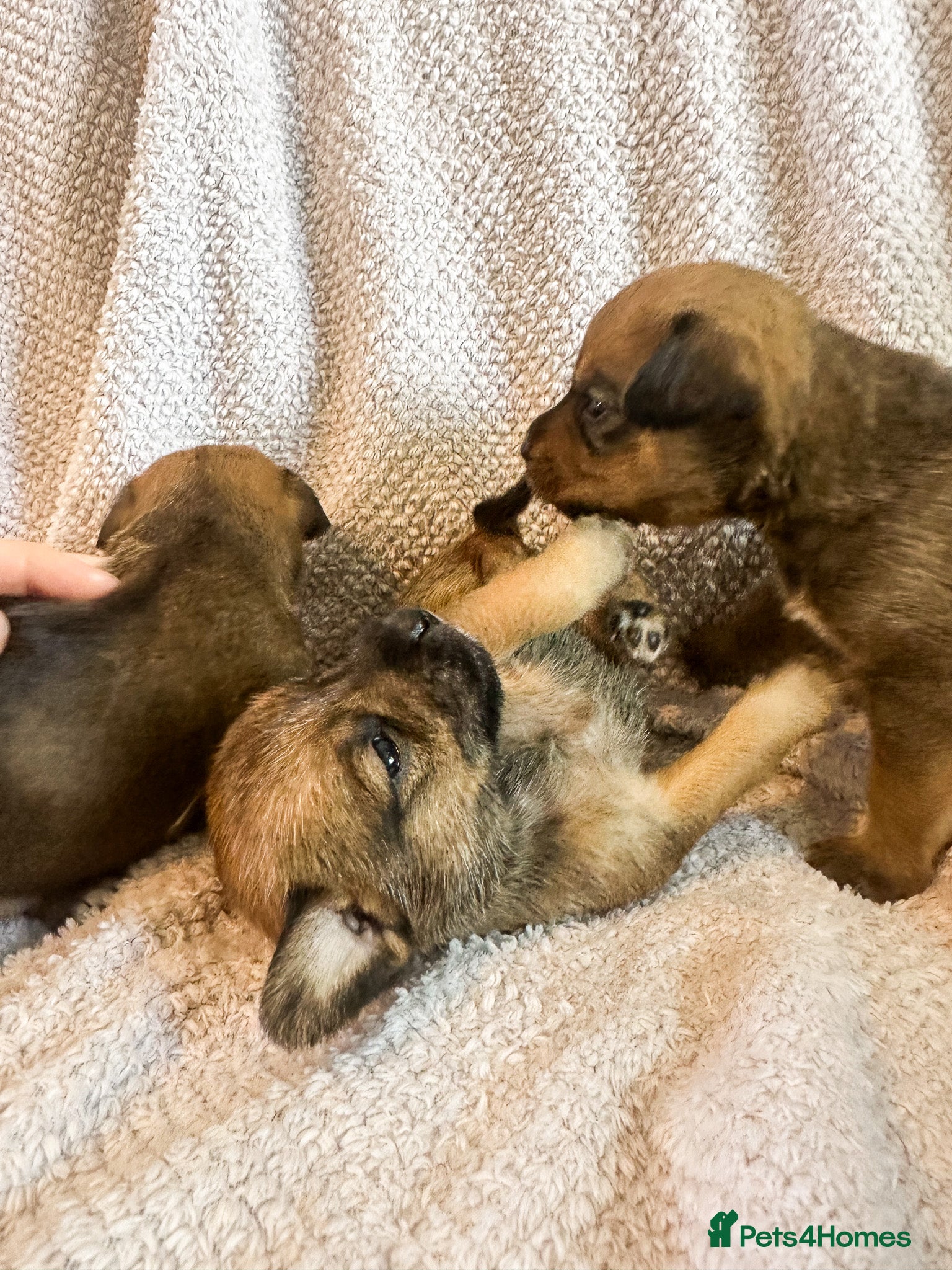 Mixed Breed dogs for sale: Patterdale X Lakeland Puppies for Sale in Letchworth Garden City - Advert 17