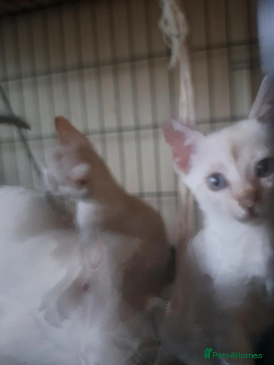 Bengal cats for sale: Snow lynx bengal kittens  - Advert 2