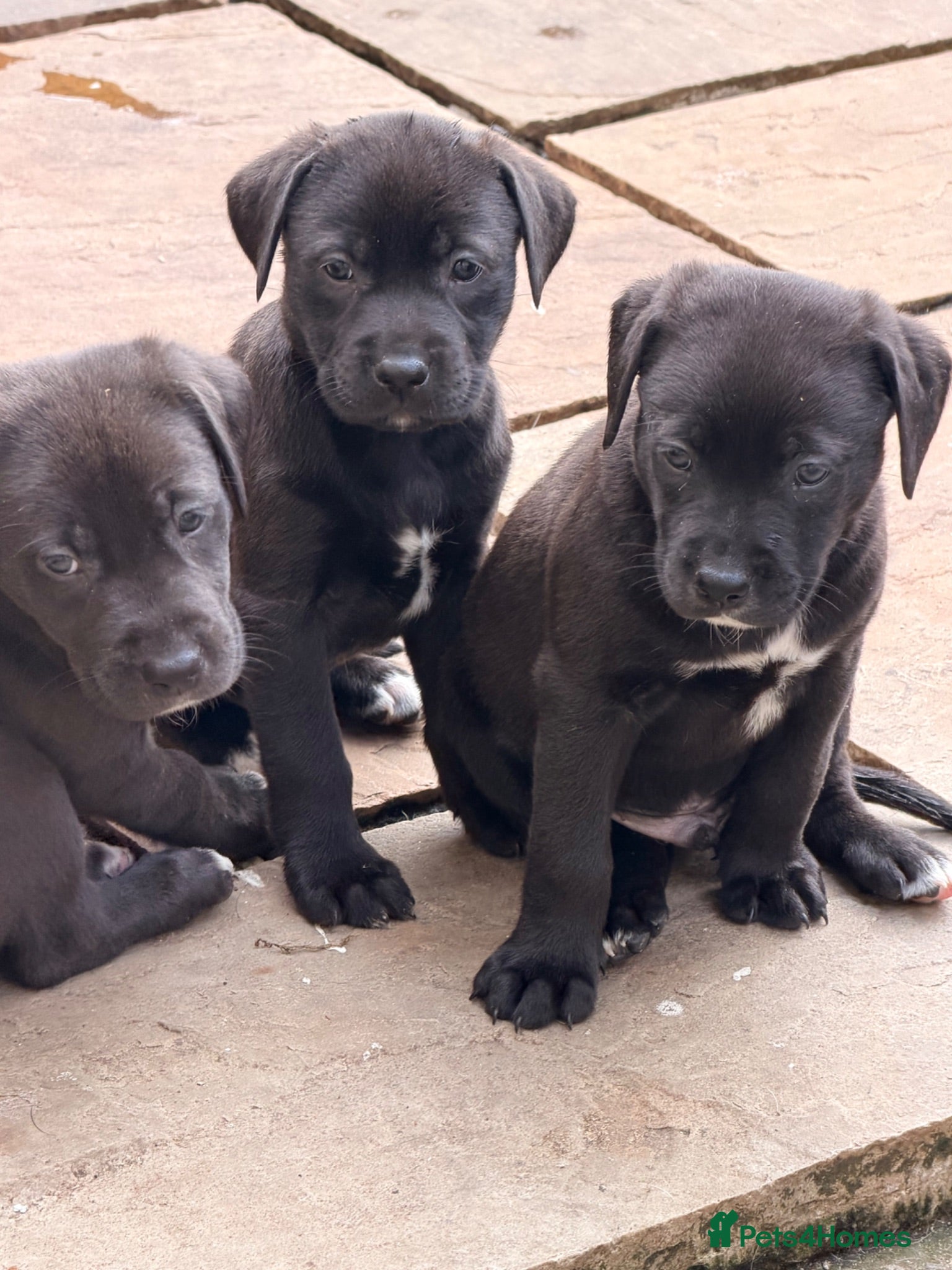 Mixed Breed dogs Labrador x  - Advert 1
