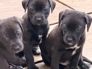 Mixed Breed dogs Labrador x - Advert 1