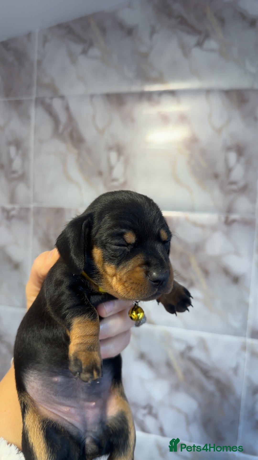 Dachshund dogs for sale: Lovely little Dashound puppies - Advert 16