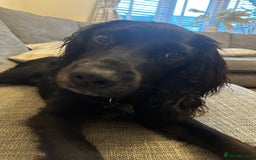 Sprocker dogs for sale: Gorgeous 8 Month Old Sprocker Spaniel - Advert 1