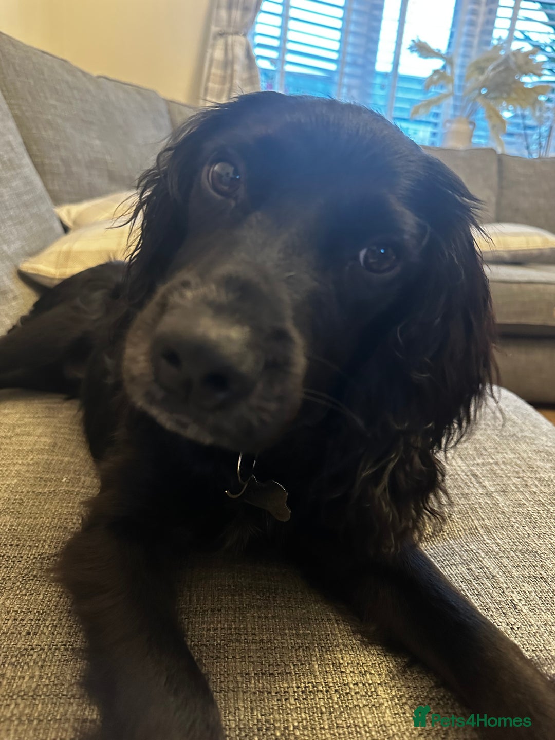 Sprocker dogs for sale: Gorgeous 8 Month Old Sprocker Spaniel - Advert 1