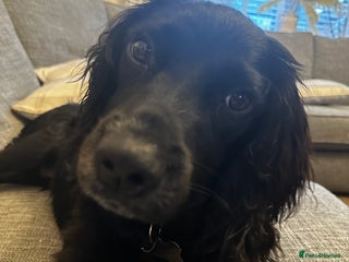Sprocker dogs Gorgeous 8 Month Old Sprocker Spaniel - Advert 1