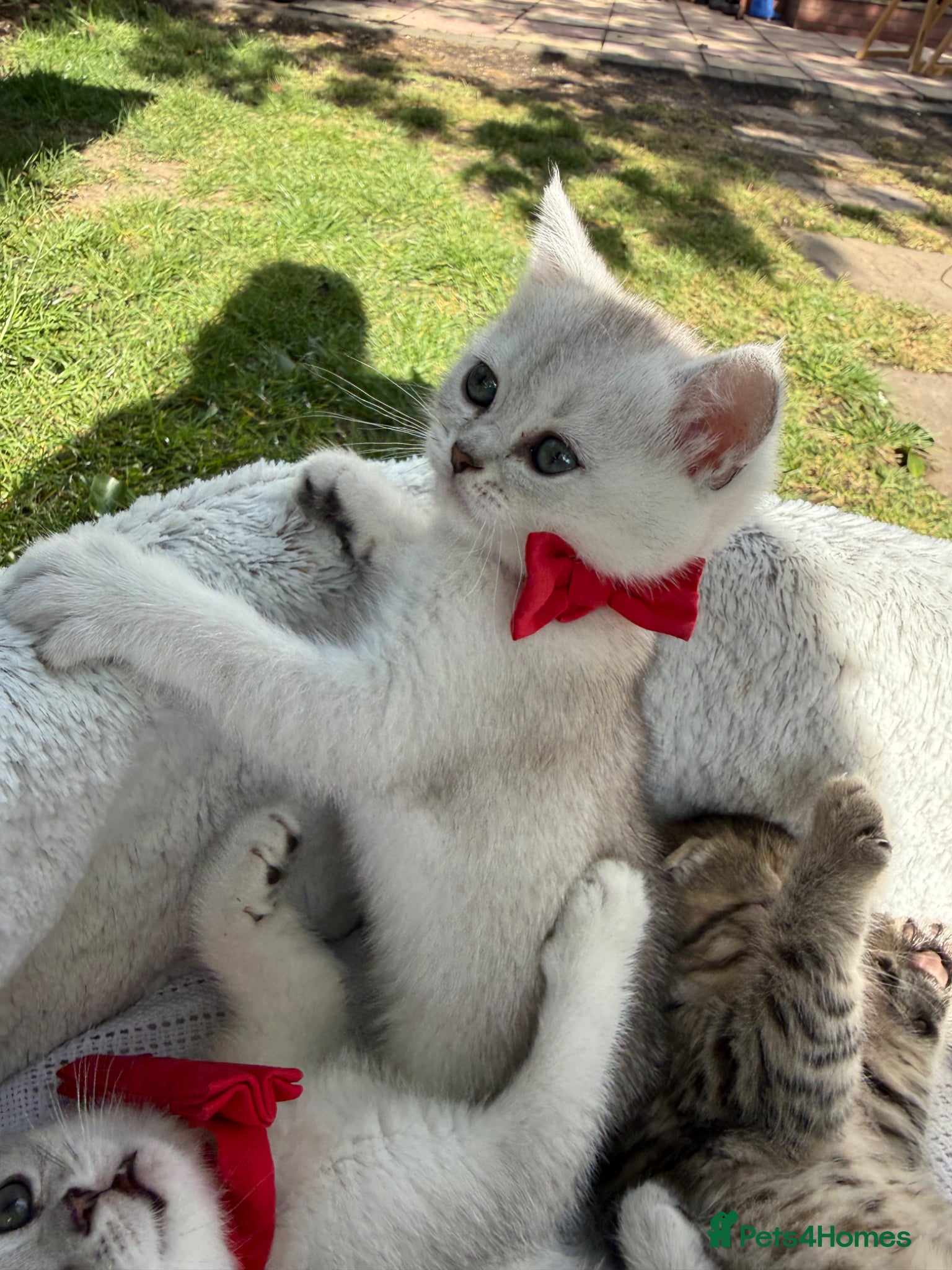 Scottish Fold cats Scottish straight girl - Advert 1