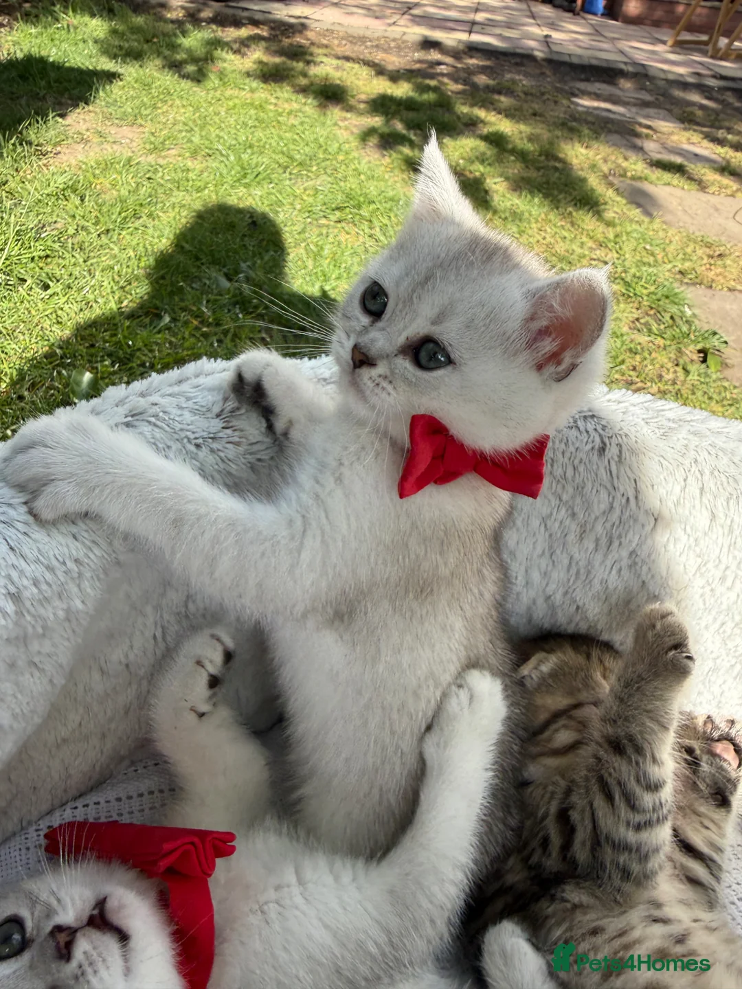Scottish Fold cats for sale: Scottish straight girl - Advert 1