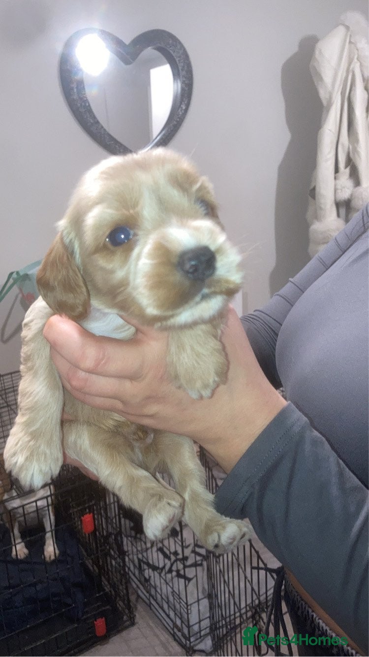 Cockapoo dogs 6 beautiful F2 cockapoos for sale!    - Advert 1