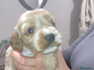 Cockapoo dogs 6 beautiful F2 cockapoos for sale! - Advert 1