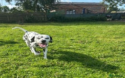 Dalmatian dogs for sale: Beautiful Happy Neutered Boy  - Image 10