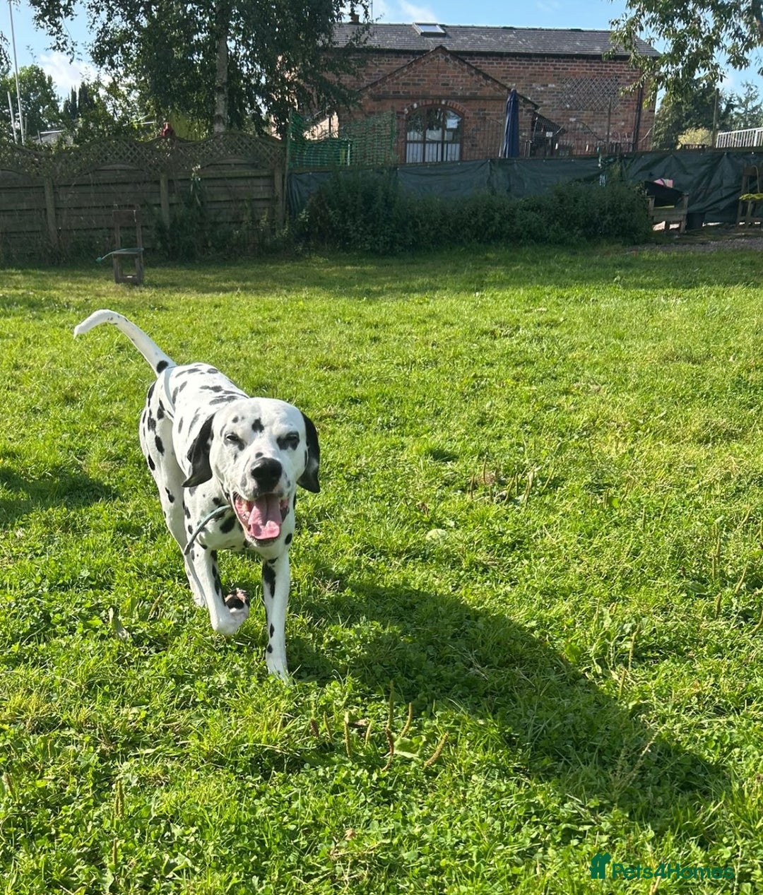 Dalmatian dogs for sale: Beautiful Happy Neutered Boy  - Image 10