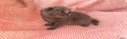British Shorthair cats for sale: GCCF Registered Blue Female - Advert 1