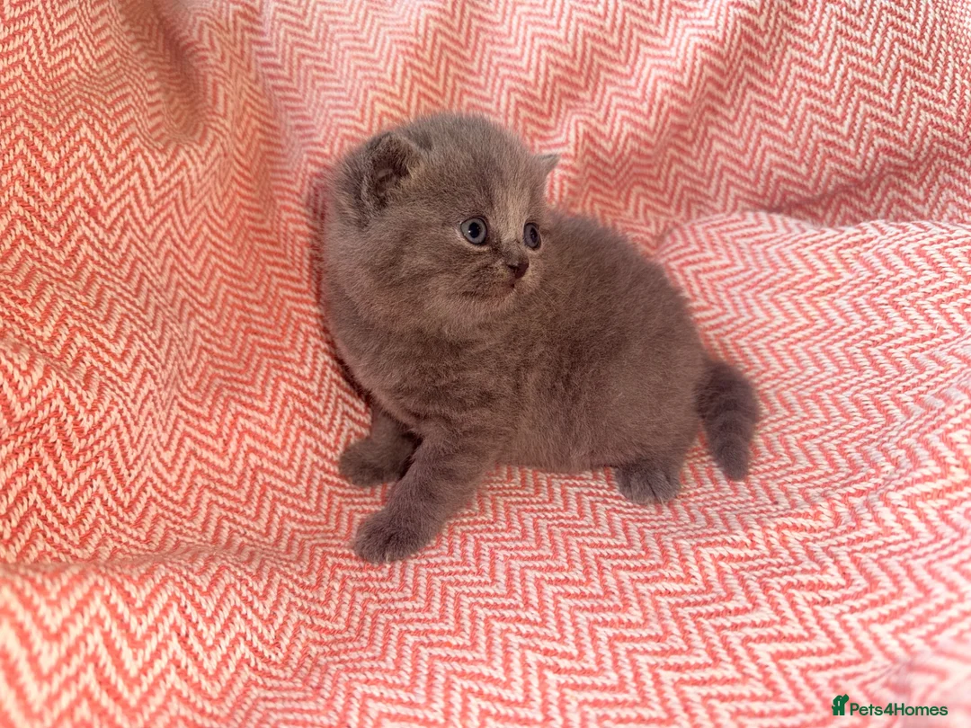 British Shorthair cats for sale: GCCF Registered Blue Female - Advert 1