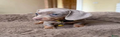 Miniature Dachshund 5