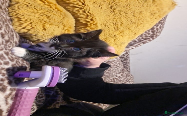 Mixed Breed cats - Advert 12