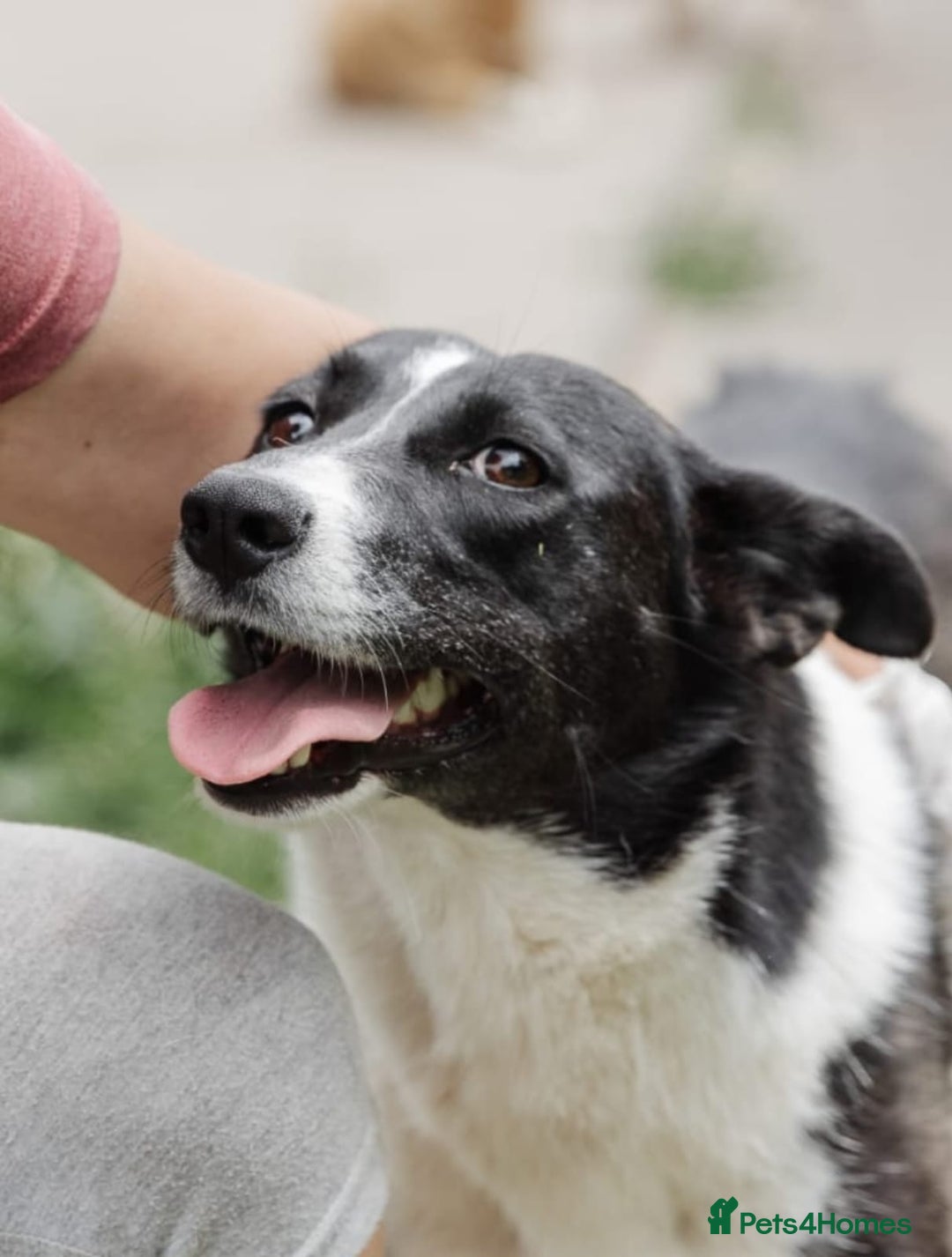 Mixed Breed dogs for adoption: 💖🐶 ZORIA 🐶💖 - Advert 12