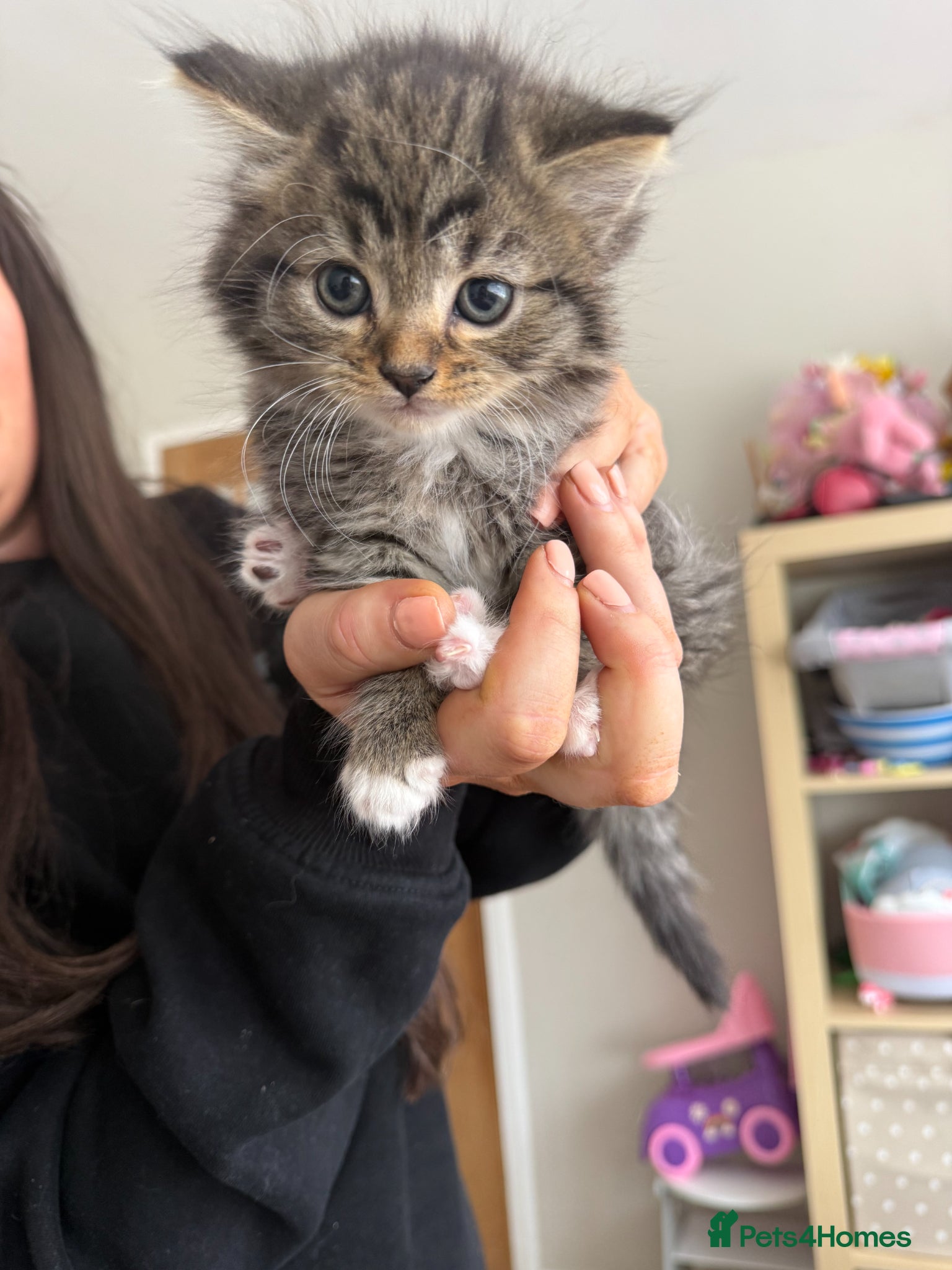 Mixed Breed cats KITTENS READY SOON - Advert 1