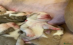 Mixed Breed dogs for sale: Old Tyme bulldogs puppies for sale.  - Image 2